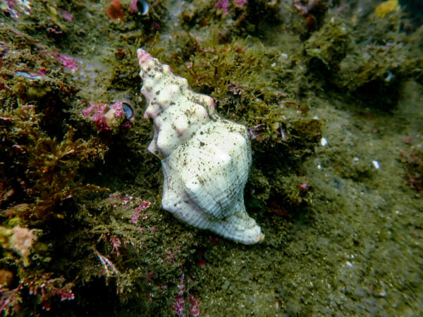 Kellets Whelk