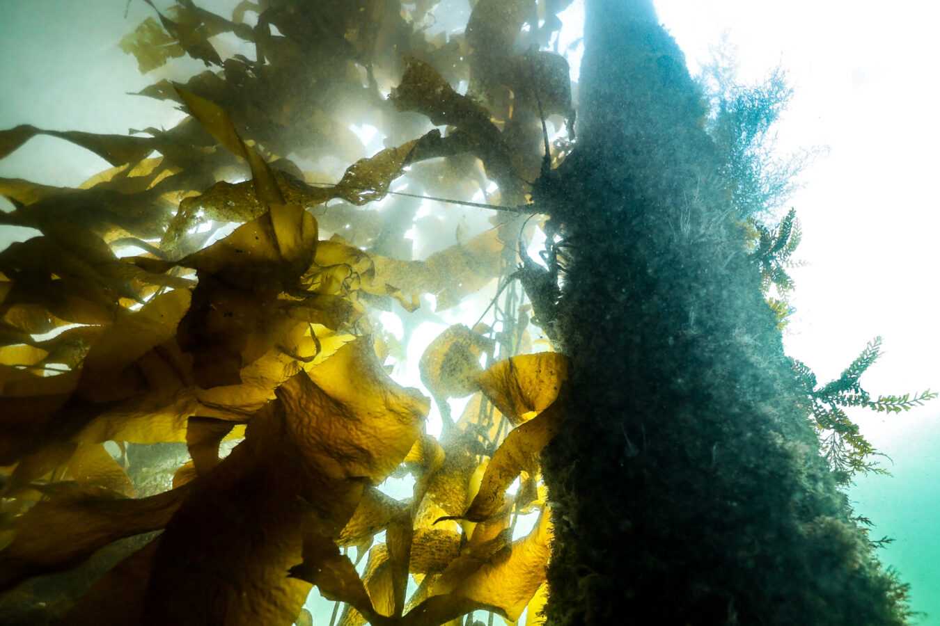 Kelp and Lobsters on piling
