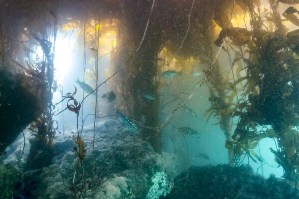 Kelp Bass in canopy