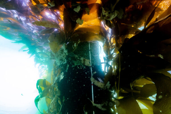 Kelp Canopy over piling