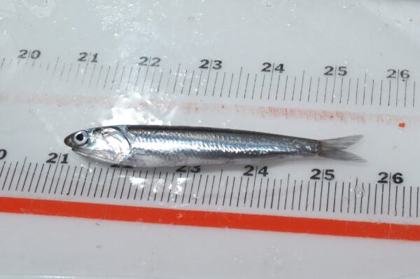 Northern Anchovy