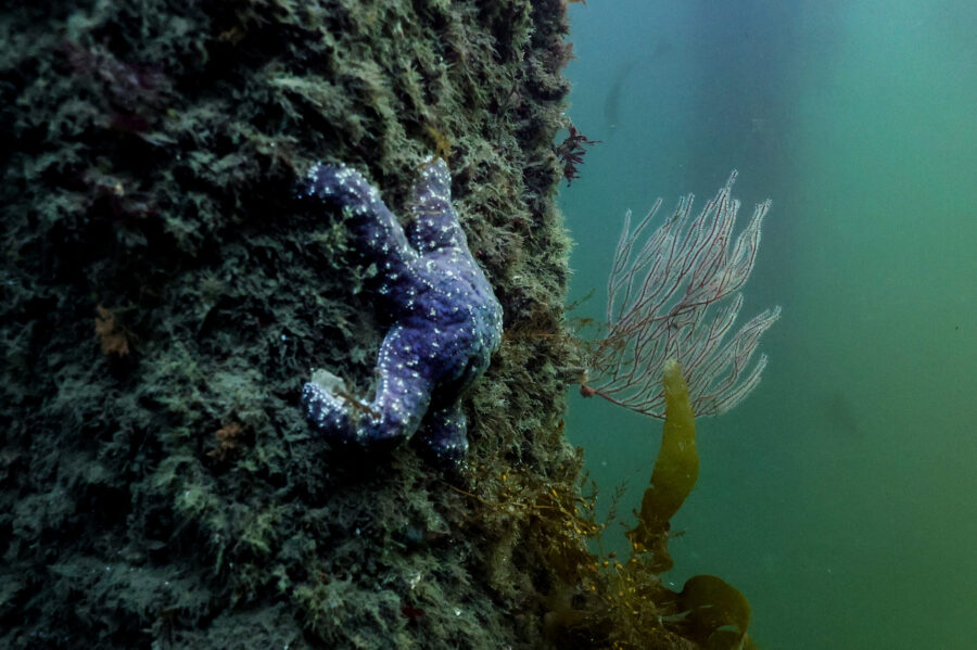 Ochre Sea Star