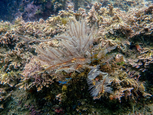 Ostrich Plumed Hydroid