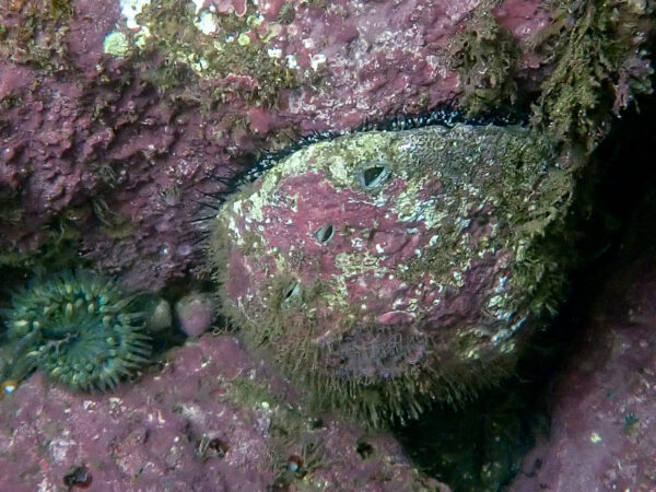 Pink Abalone