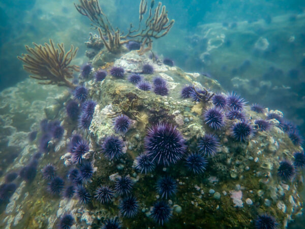 Purple Urchins
