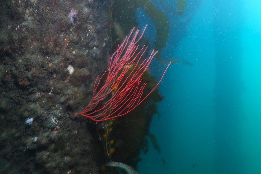 Red Gorgonian