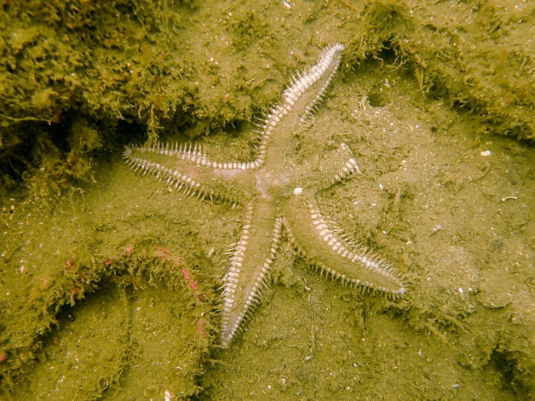 Sand Star
