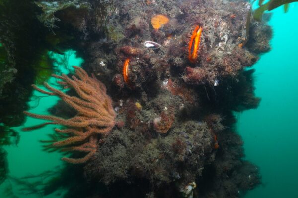 Scallops and Gorgonian