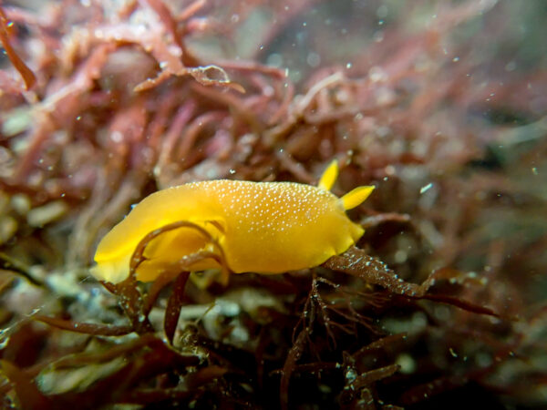 Sea Lemon Nudibranch
