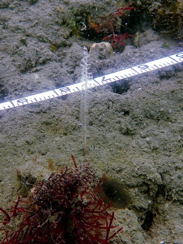 Sea Pen