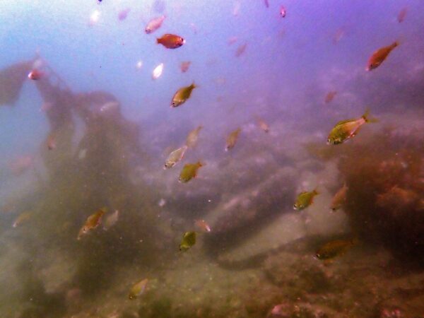 Shiner Perch