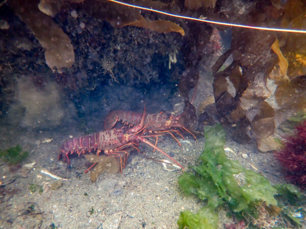 Spiny Lobster