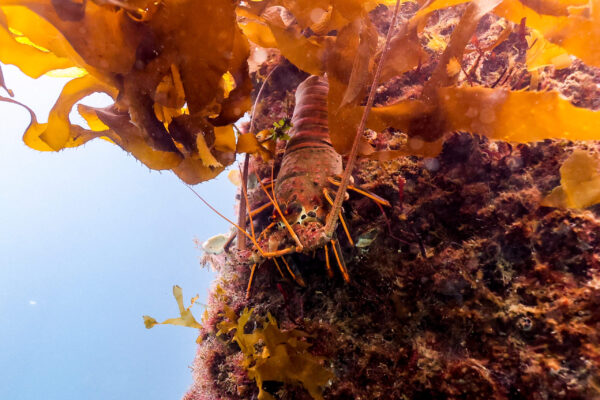 Spiny Lobster