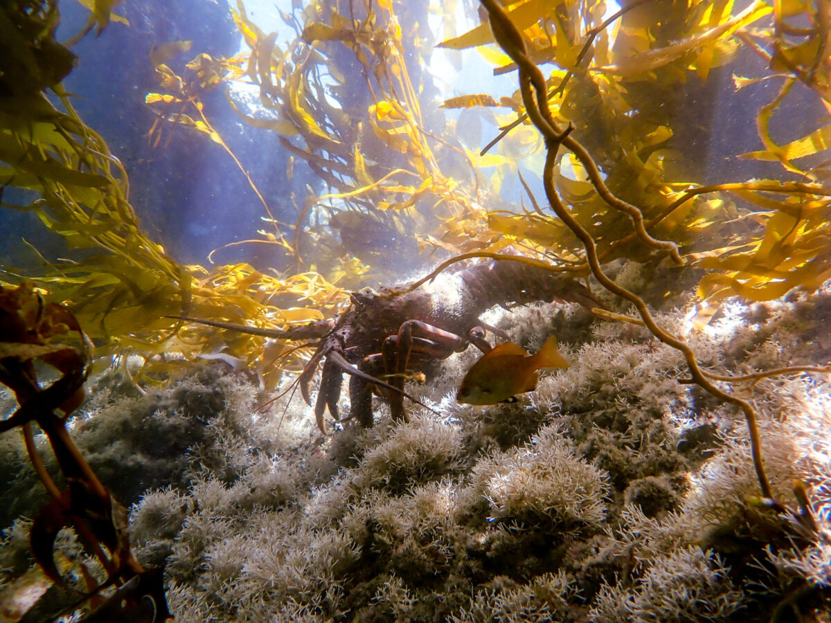 Spiny Lobster in Shallows