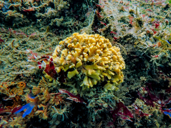 Staghorn Bryozoan