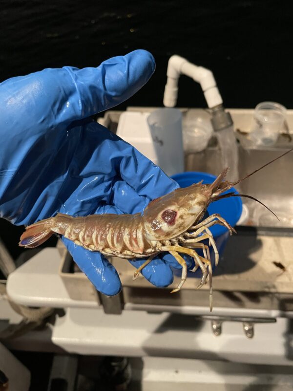 Target Shrimp