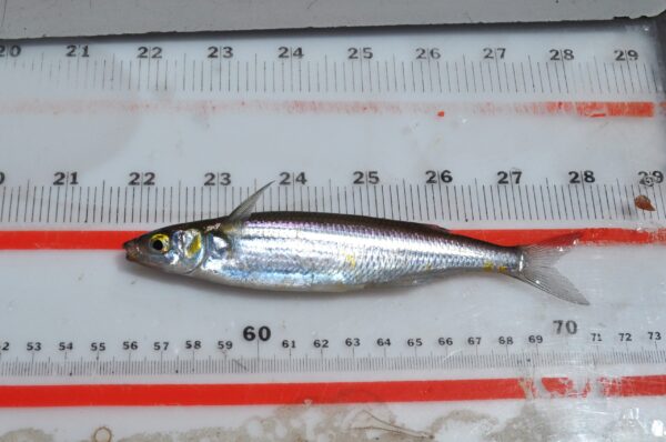 Topsmelt