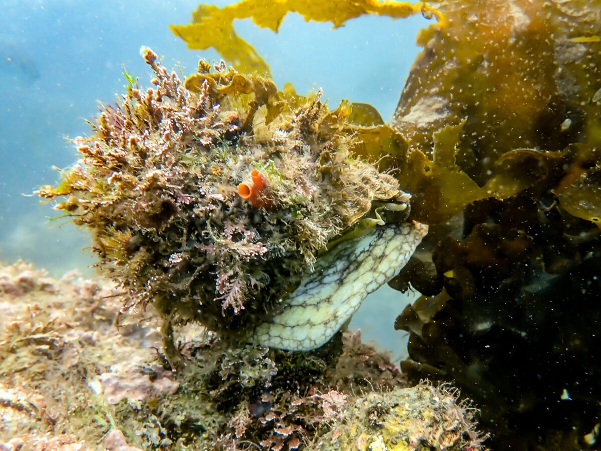 Turban Snail