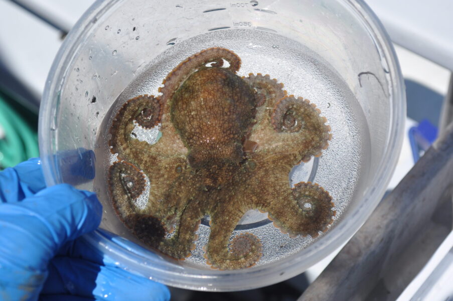 Two Spot Octopus