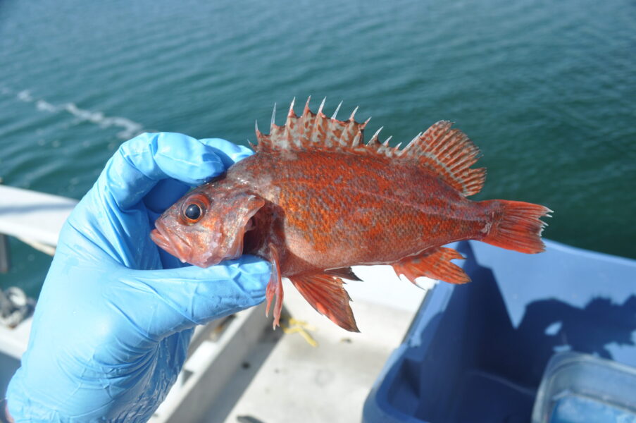 Vermillion Rockfish